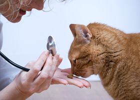 Suministros Altamira veterinaria con gato